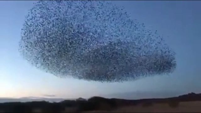 Murmuration смотреть онлайн