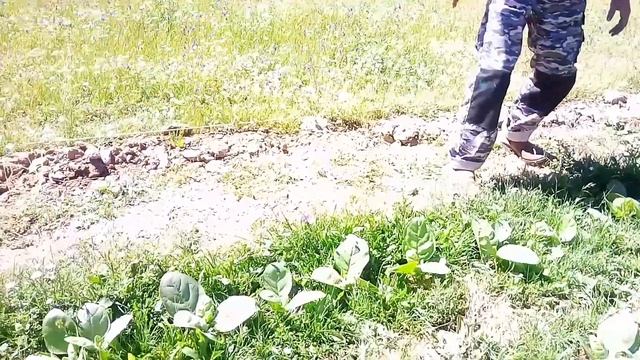 Моя махорочка на огороде1месяц и 3 дня.