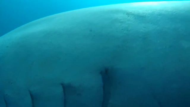 Shark Point Ari Atoll Maldive смотреть онлайн