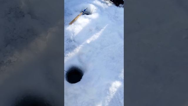 Добыча сазана