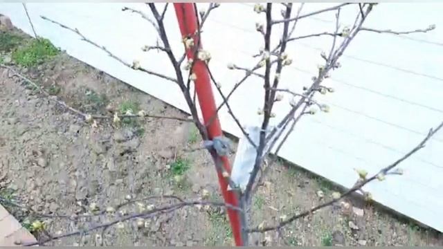 конец марта, огород, ветер, посадила уже... какой бардак 😬 устала и продуло потом смотреть онлайн