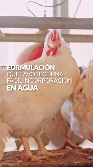 BROMHEXOL NF, para combatir infecciones respiratorias en aves 🐔 смотреть онлайн