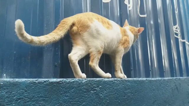 Buti Pa yung Pusa Sinasagot Ako. смотреть онлайн