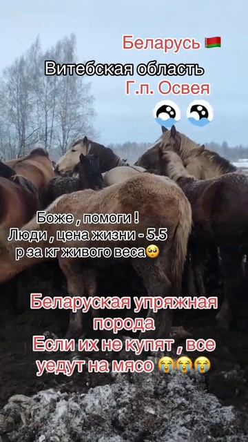 Нужно срочно спасать племенных лошадей.Беларусь Витебская область городской посёлок Освея #беларусь смотреть онлайн