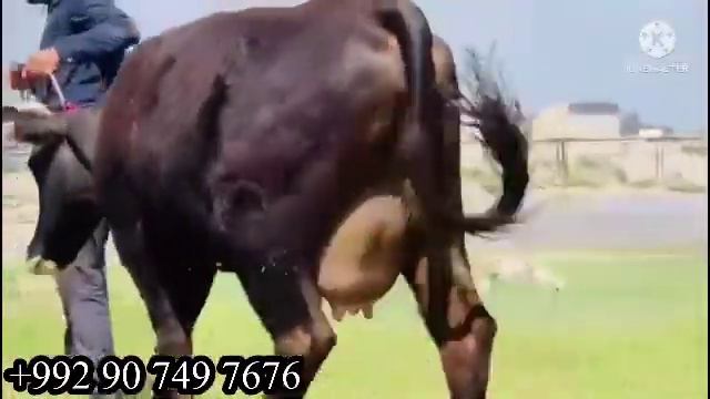ГОВИ ГОЛШТЕН 25 ЛИТЕРА ГАРАНТИЯ КАРПАТИ ТОЗЗА ЧОРНАПЙОСТРА НАРХОШ КАТИ 26 апреля 2023 г. смотреть онлайн