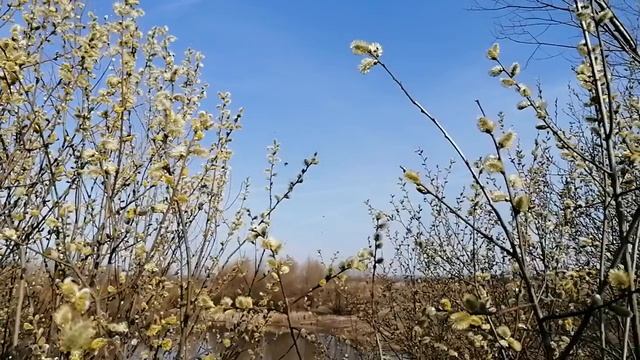 Пчёлы на иве после похолодания смотреть онлайн