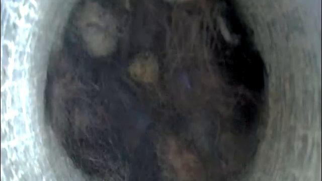 2021-04-29 13:19 Синица в гнезде