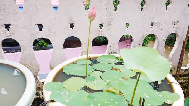 അപൂര്വ ഇനം താമരകളും ആമ്പലുകളും വളര്ത്താം | How to grow Lotus & Water Lilies смотреть онлайн