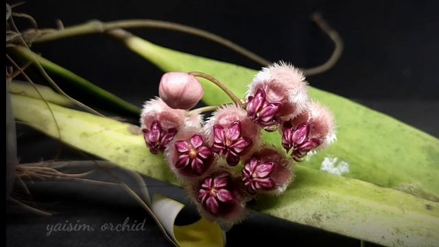 Hoya Sulawesiana Blooming смотреть онлайн