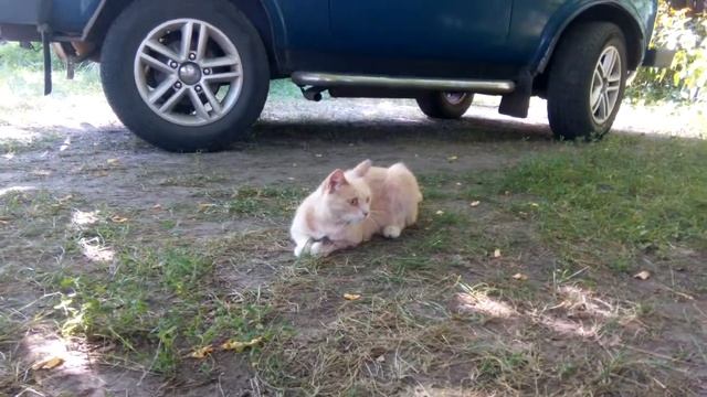 Дуся поймала ящерицу смотреть онлайн