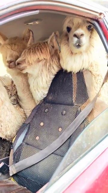 6 альпак в легковом автомобиле 🦙#альпака #rainbowmountain #alpaca #llama #montañadecolores #beatles смотреть онлайн