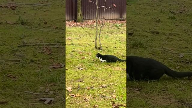 Кот охотится на белку смотреть онлайн