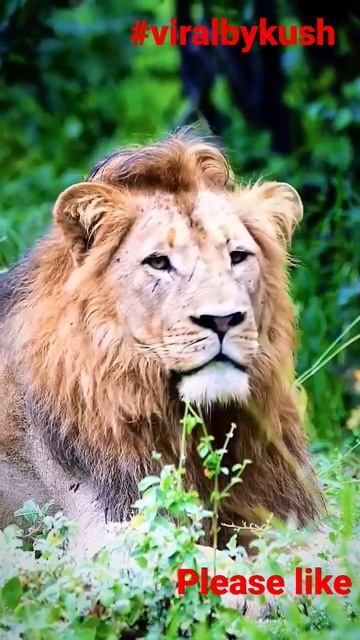 Lion 🦁 #shorts #animals #cute #cat lion video #shortsfeed #youtubshorts lion wallpaperlionking смотреть онлайн