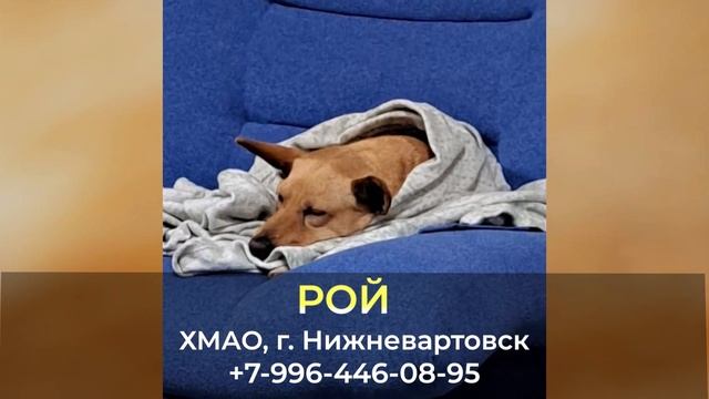 Пропала собака ! РОЙ , ХМАО , г. Нижневартовск смотреть онлайн