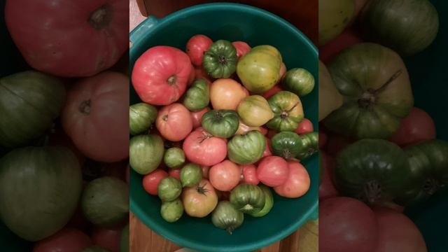 Последний сбор урожая томатов открытого грунта. смотреть онлайн