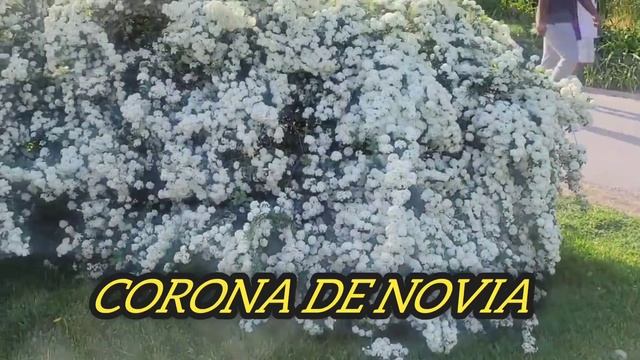 CORONA DE NOVIA #ESPIREA Primavera a verano #naturaleza #plantas #flores смотреть онлайн
