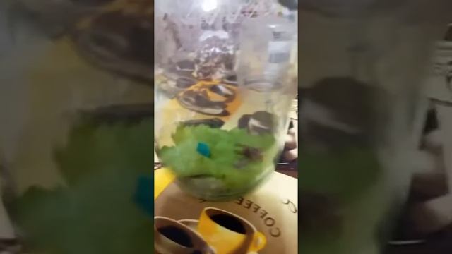 Схватки богомола и шершня!!! Но потом шершень победил и богомол умер😭😭😢😭😥😭😭😭😢😢😥😥 смотреть онлайн