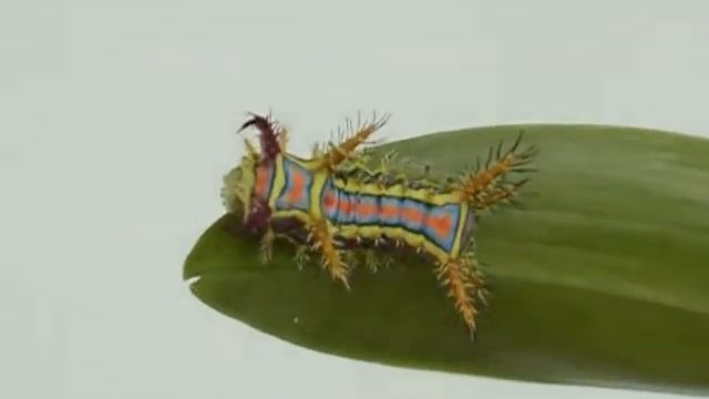 Spend 5 minutes with a catapillar смотреть онлайн