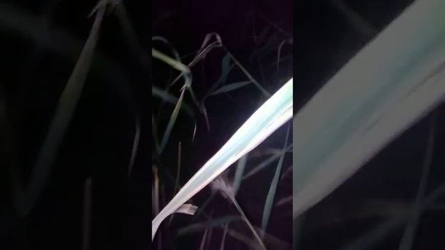 ПутеШествие Среди КаМышей 2023. СКК "Вместе" смотреть онлайн