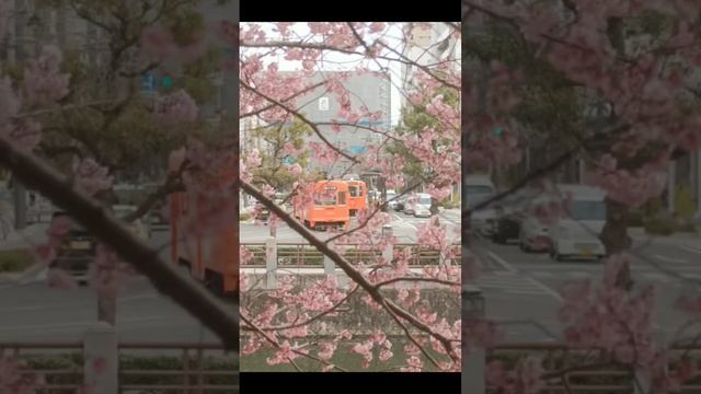 Flor de cerezo. смотреть онлайн
