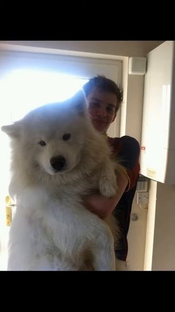 10 огромных собак чувствуют себя маленькими щеночками смотреть онлайн