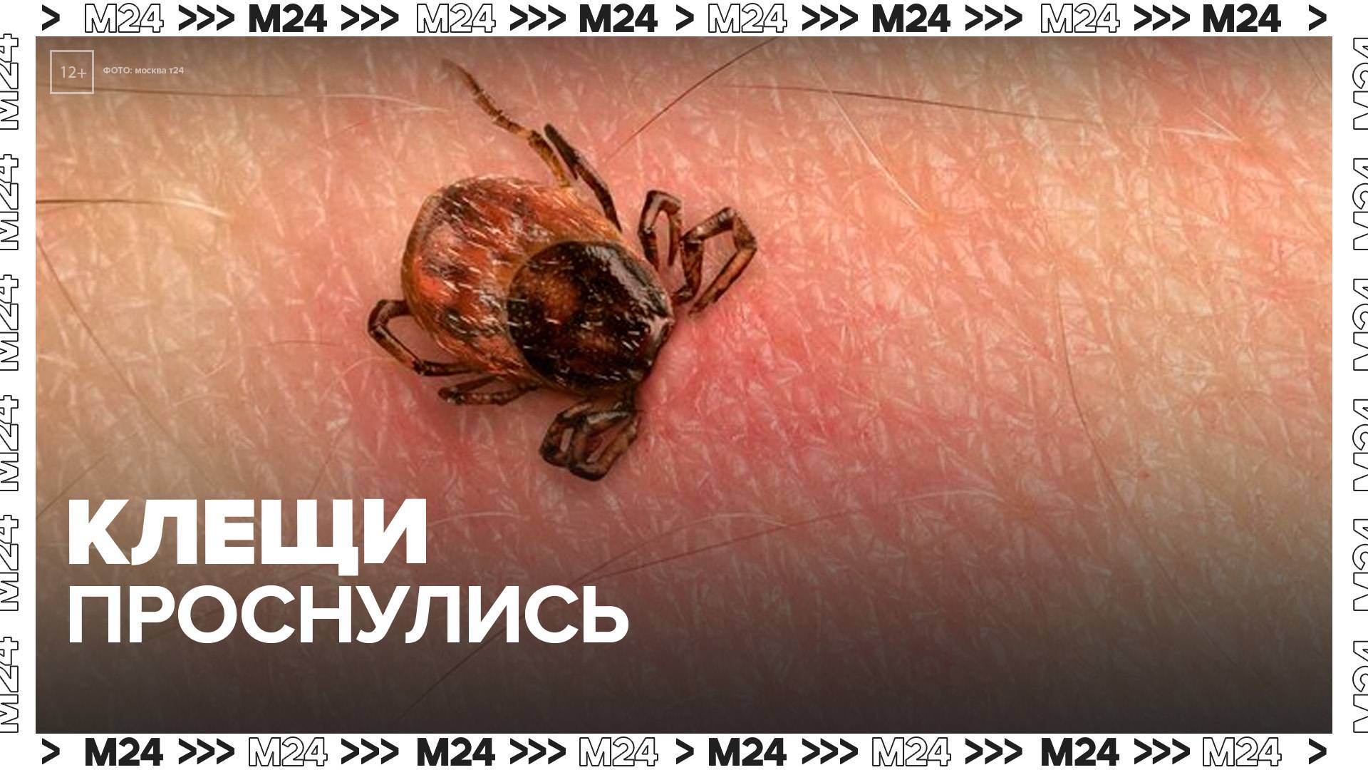 Клещи проснулись в Московском регионе в связи с теплой погодой - Москва 24