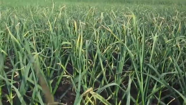 Чем мы отпугиваем крота и обзор участка с чесноком. смотреть онлайн