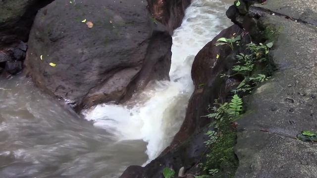 Travel - voyage - Monkey Forest - Ubud - Bali - Indonesia смотреть онлайн