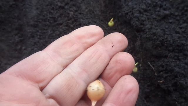 ПРАВИЛЬНО ЗАГЛУБЛЯЙТЕ ЛУК ПРИ ПОСАДКЕ ПОД ЗИМУ! Ольга Чернова. смотреть онлайн