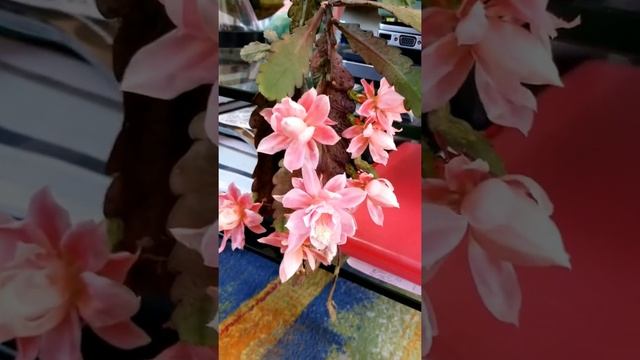 German Empress epiphyllum in full bloom. смотреть онлайн