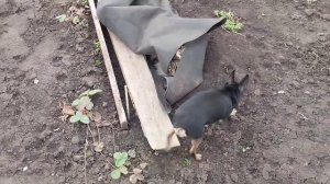 Люськины игры