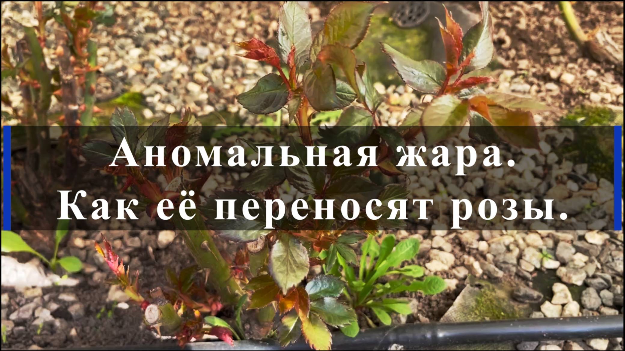 Аномальная жара. Как её переносят розы. смотреть онлайн