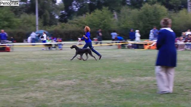 26 Лучшая собака 7 й группы 2015.09.12-13"Славутич" + "DneprDogShow" Международная выставка собак смотреть онлайн