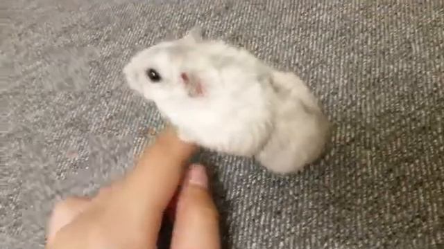 Мой хомяк Лапсик смотреть онлайн