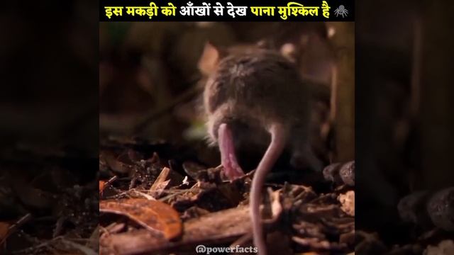इस मकड़ी को आँखों से देख पाना मुश्किल है 🕷️ Random Spiders Facts in Hindi | #shorts #youtubeshorts смотреть онлайн