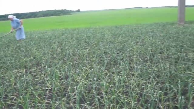 ✔Экологически чистый чеснок || Чеснок из однозубки || Сорта советской селекции || РУССКОЕ ПОЛЕ || смотреть онлайн