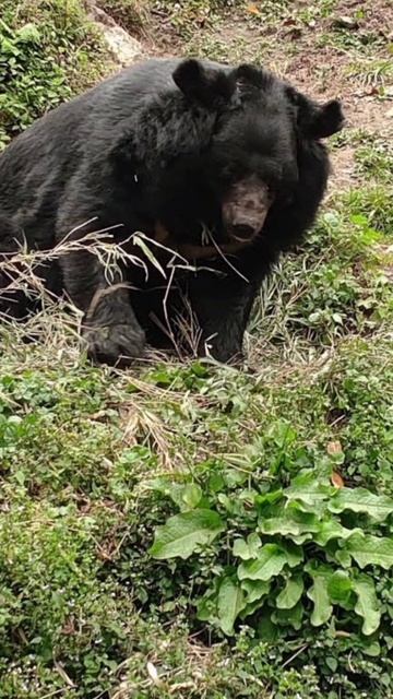 #short wildlife photography смотреть онлайн