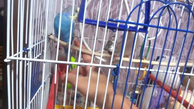 =)Наши красивые птички=) смотреть онлайн