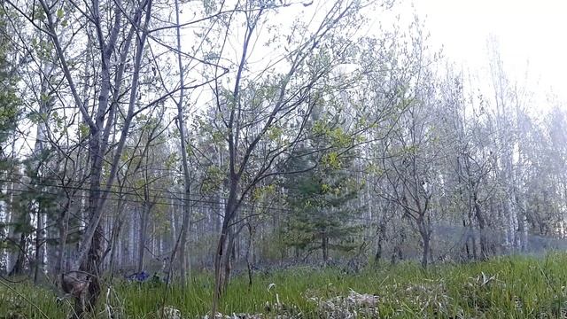 Ловля обыкновенной иволги