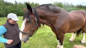 Признана лучшей в породе! Владимирская кобыла Гравюрка