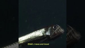 Тихоокеанская рыба-гадюка.Рыба-вымпел!Вы знали о существовании таких рыб?