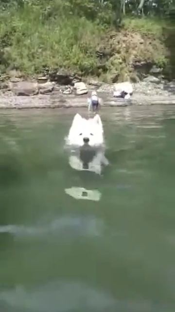 Смешной самоед) а я думала сова))) смотреть онлайн