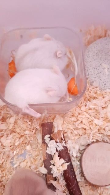 winter white baby hamster (day 23) смотреть онлайн