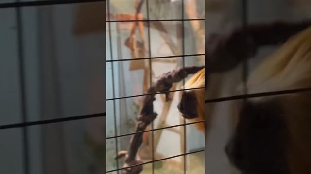 Глажу чудо)))🐒🐒🐒 смотреть онлайн