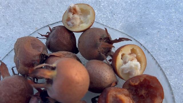 Мушмула Германська в Київської області, грудень 2023 смотреть онлайн