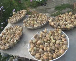 БЫСТРЫЙ МЕТОД ПОСЕВА ЛУКА СЕВКА ПЯТИМИНУТКА 1 часть