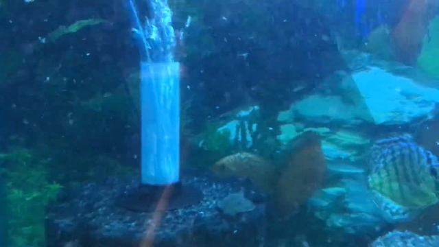 Cheshire oaks fish , some of this weeks stock . Discus £15, denisonii torpedo barbs £3, clowns £5 смотреть онлайн