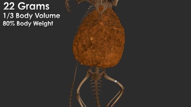 The GIANT POOP That Killed A Lizard