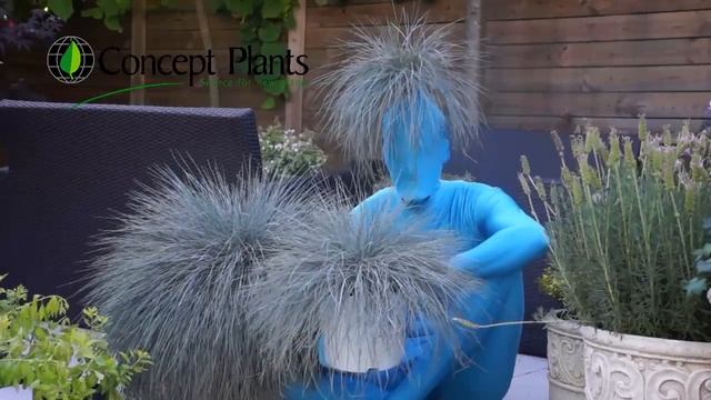 Festuca Beyond Blue® (PP 23307) смотреть онлайн