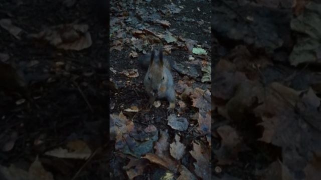 Белка в Шуваловском парке. смотреть онлайн